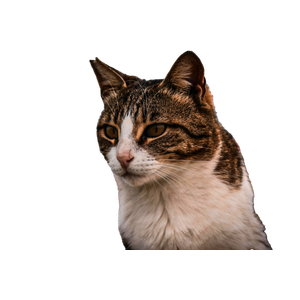 A Striped Tabby Cat Being Gently Petted Outdoors. Warm, Curious Expression. 20046 - Cat PNG image with transparent background